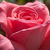 Rose - Rosiers hybrides de thé - Pariser Charme
